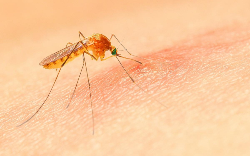 راههای پیشگیری از گزش حشرات